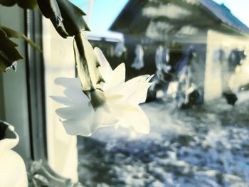 Close-up of flowers blooming outdoors