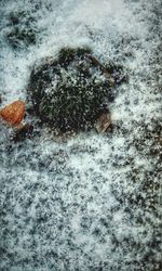 Close-up of crab on snow