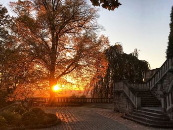 Trees against clear sky during sunset