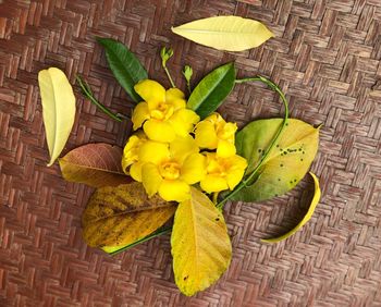 High angle view of yellow flowering plant on table