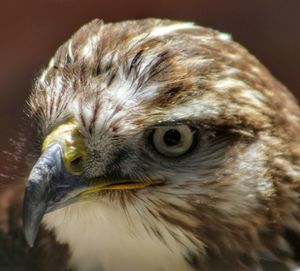Close-up portrait of owl
