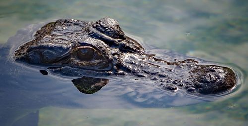 Close-up of alligator swimming in lake