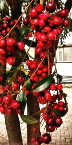 Close-up of red cherries