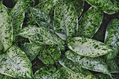 Full frame shot of fresh green leaves in market