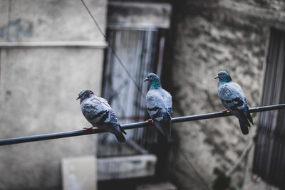 Two birds perching on cable