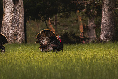 View of birds on field