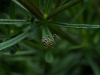 Close-up of spider on plant