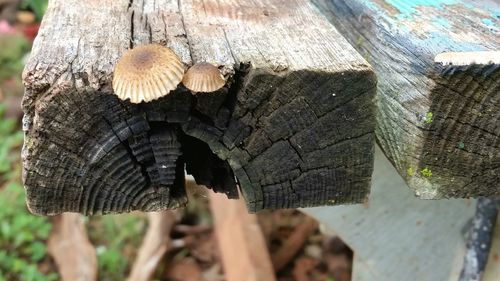 Close-up of mushroom growing on tree trunk