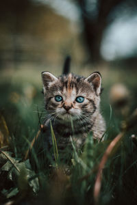 Innocent newborn cat discovers wildlife and undergoes immediate development regarding new sensations