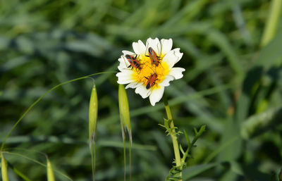 Close-up of honey bee on yellow flower