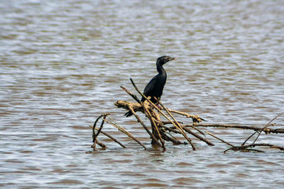 The cormorant perched on the branch above the pond.