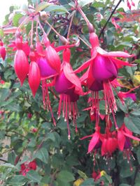 Close-up of red flowers blooming on tree