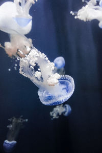 Close-up of jellyfish swimming in sea