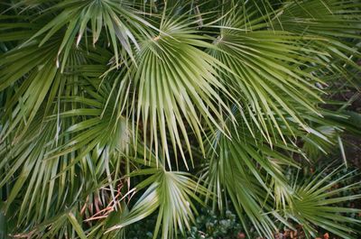 Close-up of palm tree