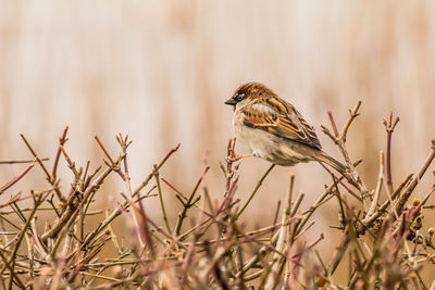 Close-up of bird perching on plant