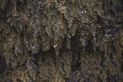 Close-up of lichen on tree trunk