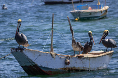 Seagulls perching on boat in sea