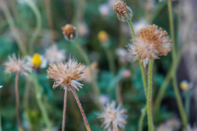 Close-up of wilted flowering plant on field