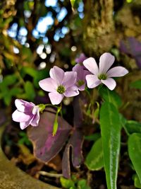 Close-up of pink flowering plant