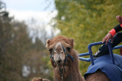 Man standing by tree on field against sky
