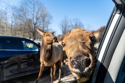 Sheep in a car