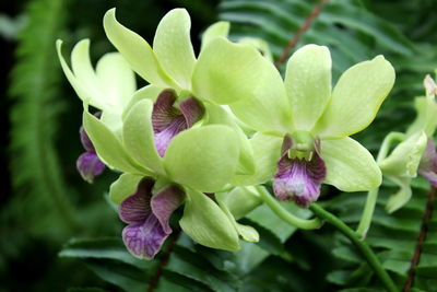 Close-up of purple flowering plant