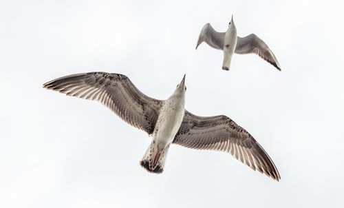 Close-up of bird on wall