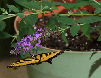 Butterfly on flower