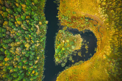 Aerial view of river flowing through forest