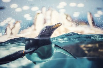 A penguin swimming half submerged under water in a zoo