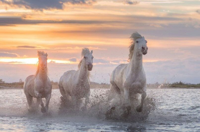 animal themes, water, mammal, animals in the wild, sky, sea, wildlife, cloud - sky, two animals, sunset, nature, waterfront, domestic animals, beauty in nature, three animals, togetherness, four animals, cloudy, livestock, outdoors