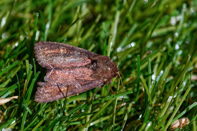 Close-up of leaf on grass