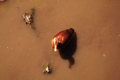 High angle view of crab on beach