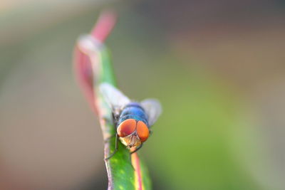 Close-up of insect on plant