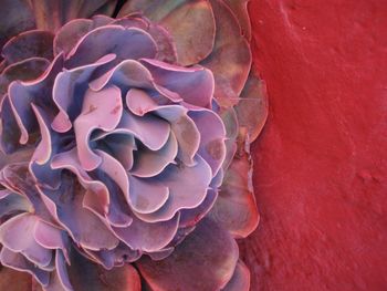 Close-up of pink rose