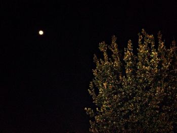 Low angle view of trees against sky