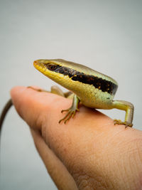 Close-up of skink lizard on human hand