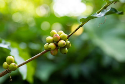Coffee beans on the bush at plantation