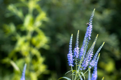 Close-up of purple flowers