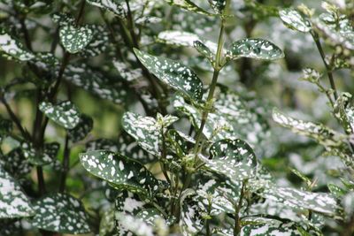 Close-up of wet plant during winter