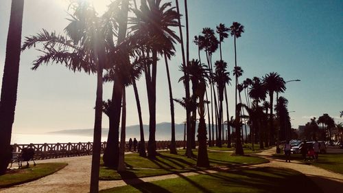 Palm trees on beach against clear sky