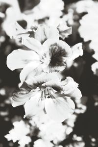 Close-up of flowers