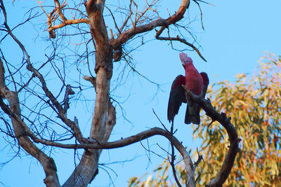 Low angle view of bird perching on tree against sky