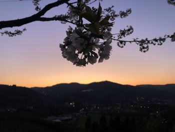 Silhouette trees and plants against sky at sunset