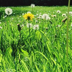 Yellow flowers blooming in field