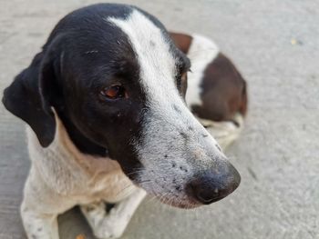 Close-up of dog looking away