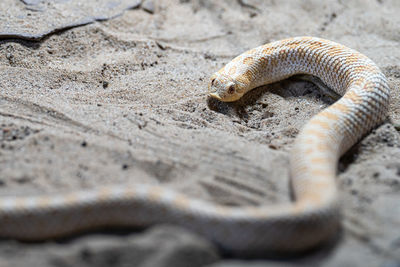 Close-up of snake