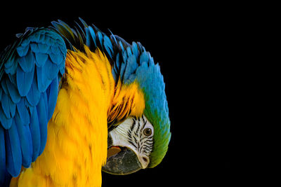 Blue and yellow macaw, close up isolated on black background