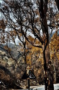 Close-up of bare tree against sky