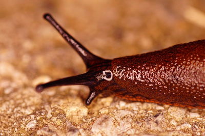 Close-up of a lizard on rock